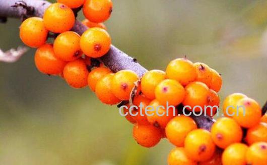 小春沙棘的功效与作用-0