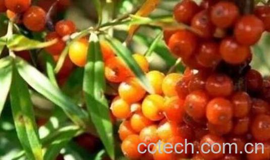 小春沙棘的功效与作用-1