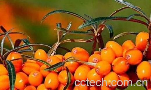 沙棘的美容功效与作用-1