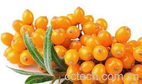 沙棘的美容功效与作用-0