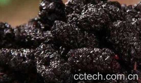 女人吃桑葚的禁忌 女人吃桑葚的好处-0