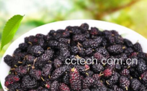 女人吃桑葚的禁忌 女人吃桑葚的好处-1