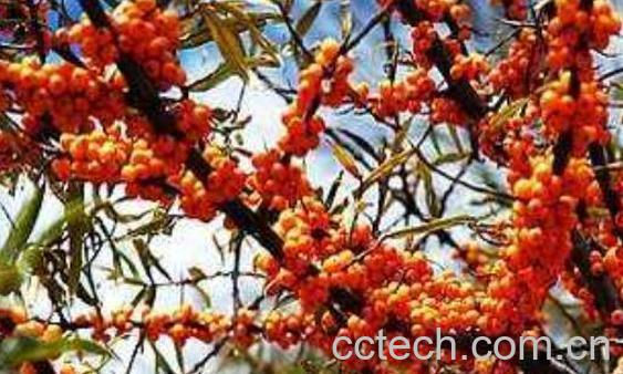 沙棘籽怎么吃 沙棘籽的食用方法 -0