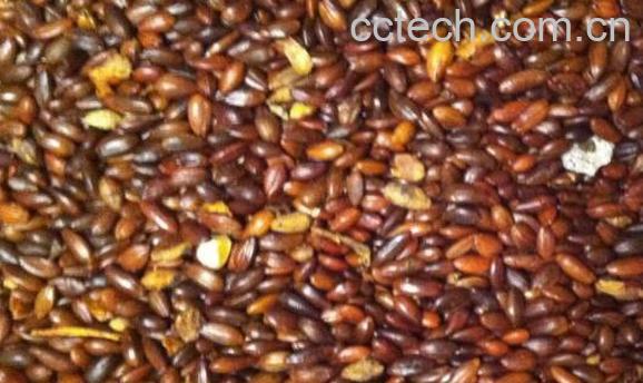 沙棘籽泡水喝功效与作用-0