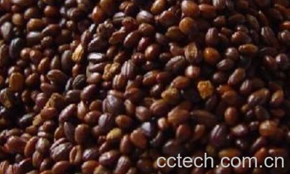 沙棘籽泡水喝功效与作用-1