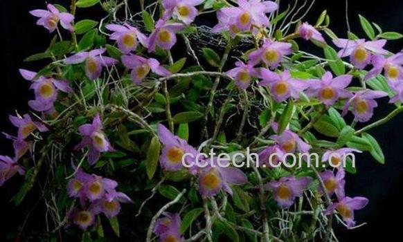 美花石斛的功效与作用 美花石斛的价格是多少-1