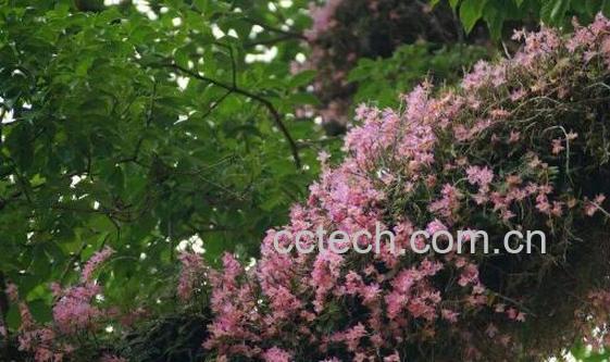 美花石斛的功效与作用 美花石斛的价格是多少-0