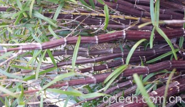 紫皮石斛怎么种-0