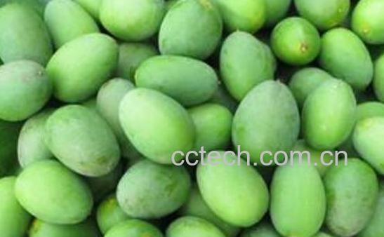 新鲜青果怎么吃最好 青果的食用方法技巧-1