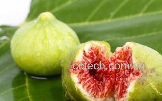 无花果怎么烘干保存 无花果怎么保存-0