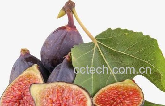 鲜无花果的功效与作用 新鲜无花果怎么吃-0