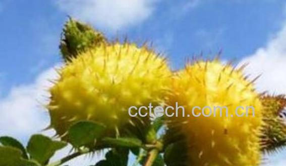 刺梨酵素的功效和作用-0