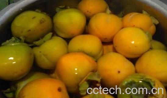 青柿子泡酒的功效与作用-1