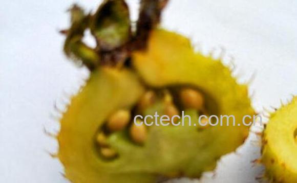 刺梨酵素的制作方法和配方-1