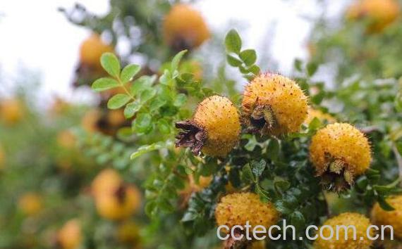 贵州刺梨的功效与副作用-1