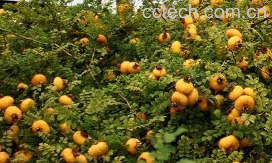 贵州刺梨的功效与副作用-0