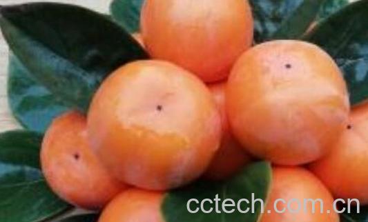 懒柿子如何做 懒柿子的制作方法窍门-1