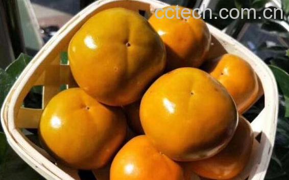 柿子冰糖泡酒的功效与作用-0