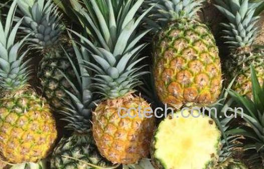 金菠萝的功效与作用及禁忌-1