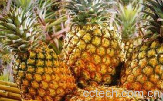 金菠萝与普通菠萝的区别 吃菠萝的好处-1