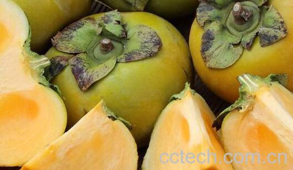 青柿子怎么去涩又脆又甜-0
