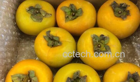 青柿子怎么去涩又脆又甜-1