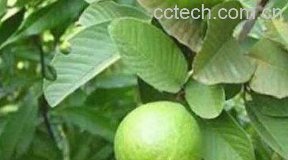 石榴叶泡水功效与作用-0