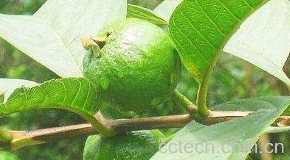 石榴叶泡水功效与作用-1