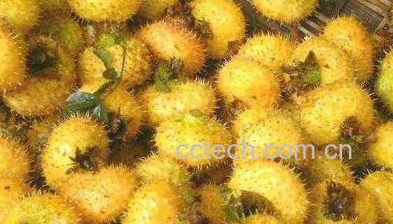 刺菠萝有什么作用与功效-0