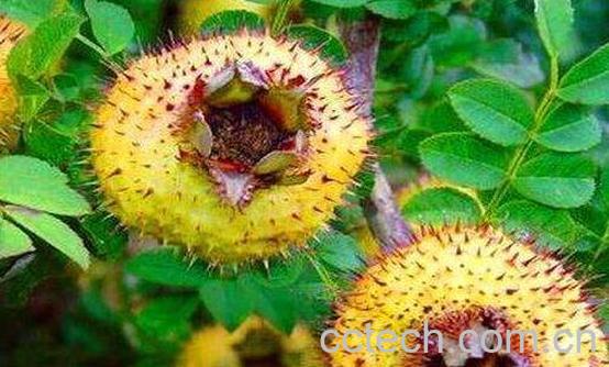 刺菠萝有什么作用与功效-1