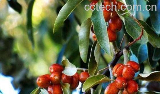 沙枣仁的功效与作用禁忌-0