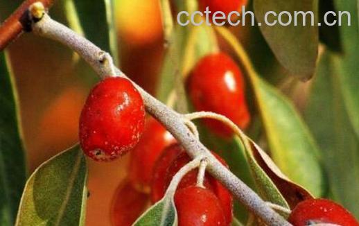 沙枣仁的功效与作用禁忌-1