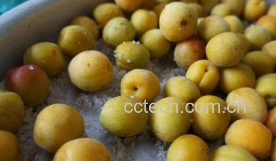 盐啧青梅的功效与作用-1