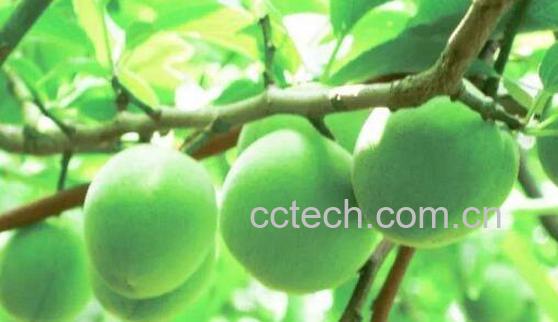 清青梅的功效和副作用-1