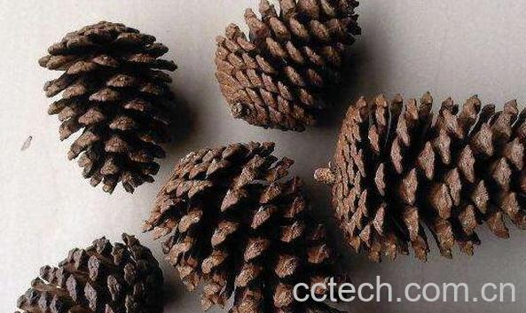 松果怎么吃 松果能吃吗-1