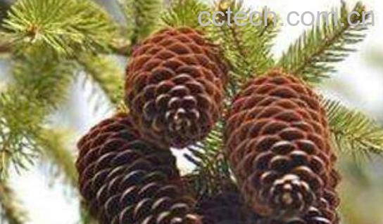 松果怎么吃 松果能吃吗-0