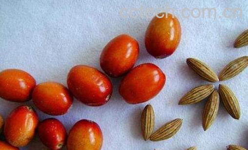 沙枣怎么泡水 沙枣的食用方法-1