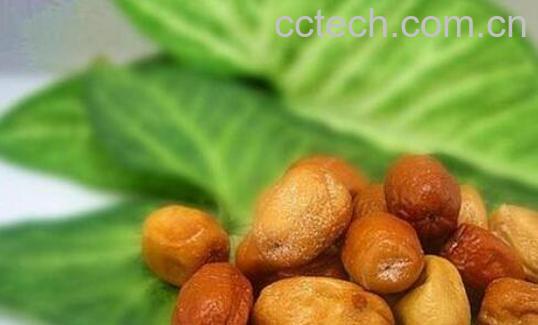 沙枣怎么泡水 沙枣的食用方法-0