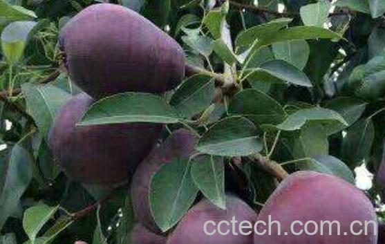 黑梨的功效与作用及食用方法-1