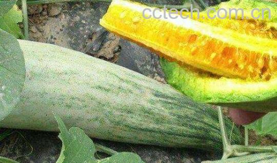 如何食用羊角蜜 羊角蜜怎么吃-0