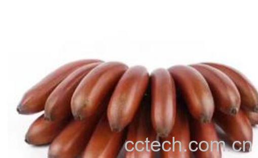 美人香蕉的功效与作用-0