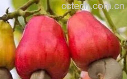 腰果梨是什么 腰果梨的功效与作用-0