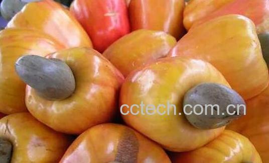 腰果梨的功效与作用-1