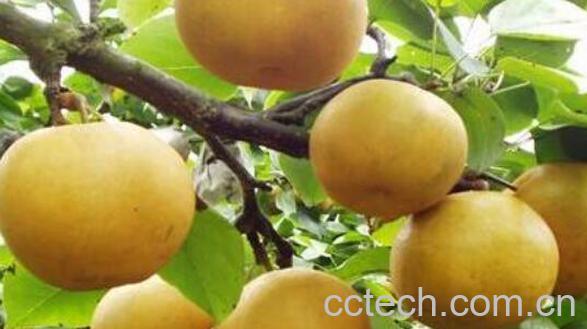 铁沙梨根的功效与作用-0