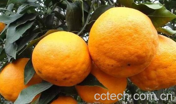 湖南泡柑的功效与作用-1