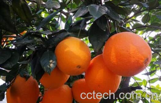 湖南泡柑的功效与作用-0