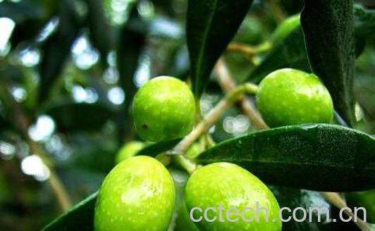 云南野生橄榄果的功效与作用-0