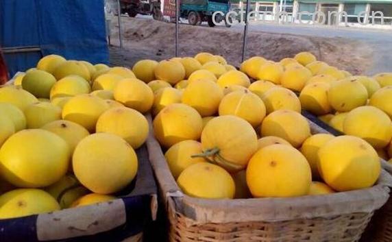 洋香瓜是什么瓜 洋香瓜的功效与作用-0