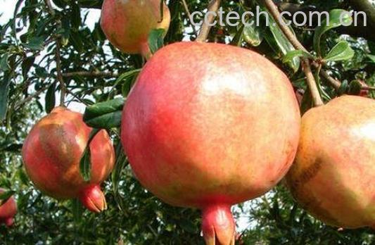 吃酸石榴对身体的好处-1