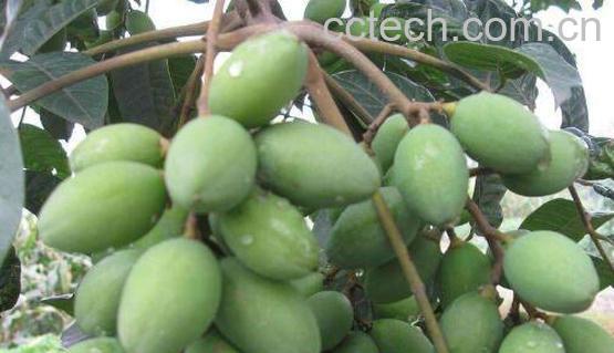 吃青橄榄的功效与作用-1